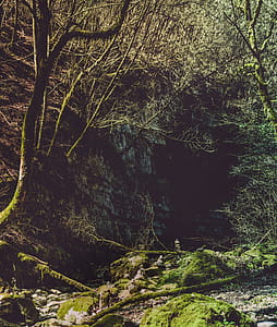 Photography of Trees thumbnail