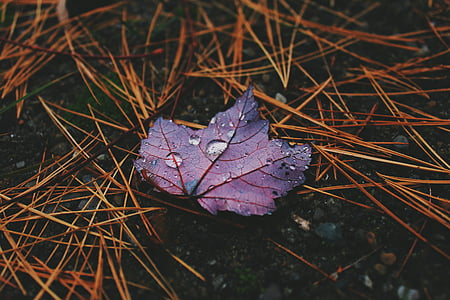 selective focus photography of purple leaf on ground thumbnail