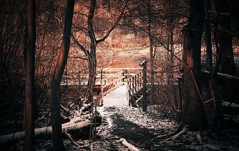 brown wooden bridge near woods thumbnail