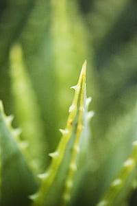 nature, plant, blur, cactus thumbnail