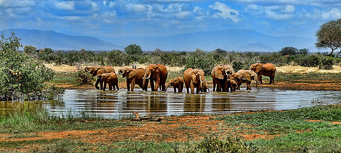 group of elephants on body of water at daytime thumbnail