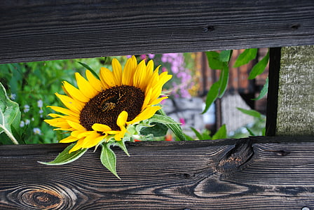 sunflower leaning beside railing thumbnail