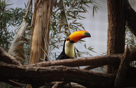 toucan on tree thumbnail