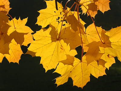brown leaf plant thumbnail