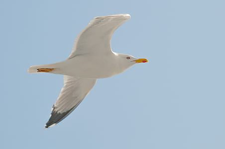 White Seagull Flying Under Clear Blue Sky thumbnail