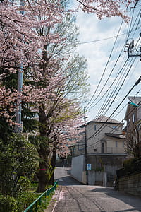 Cherry Blossom Tree Beside Road Photography thumbnail