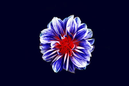 blue, red, and white dahlia flower with black background thumbnail