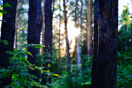 Green Trees thumbnail