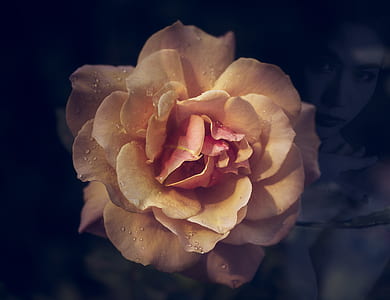 yellow rose flower thumbnail