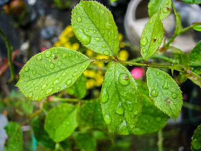 dew on plant leaves thumbnail