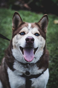 adult copper Siberian husky thumbnail