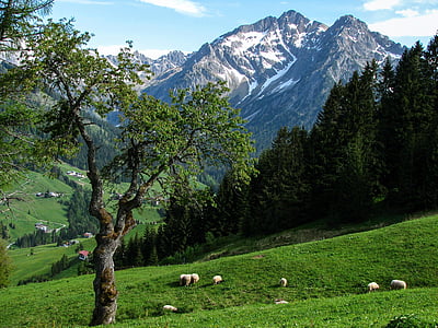 green trees near mountain during daytime thumbnail