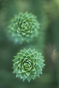 green succulent plant thumbnail
