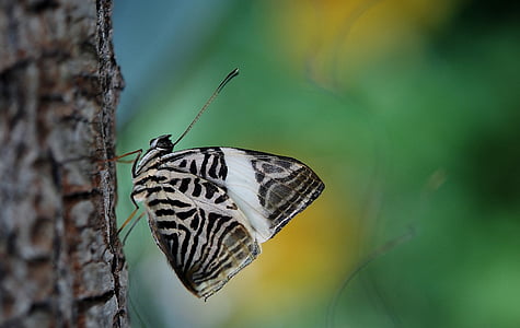 white and black butterfly on brown tree branch thumbnail