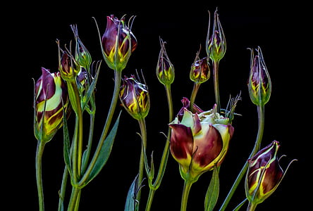 pink-and-green petal flowers thumbnail