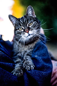 shallow focus of silver Tabby cat during daytime thumbnail