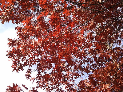 The branches of a black oak tree proudly arrayed in their Fall color thumbnail