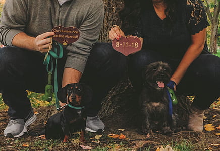 woman and man holding leashes of dogs at daytime thumbnail