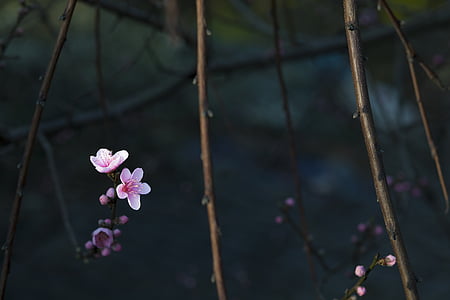 white and pink flowers thumbnail