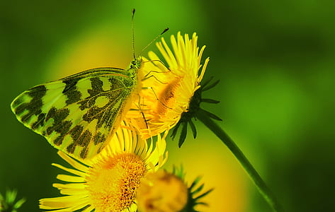green-and-black butterfly on yellow petaled flower thumbnail