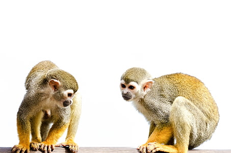 two brown monkeys close up photo thumbnail