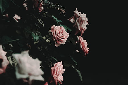 pink and white roses thumbnail
