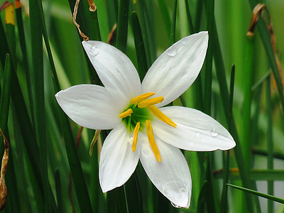 macro shot of white flower during daytime thumbnail