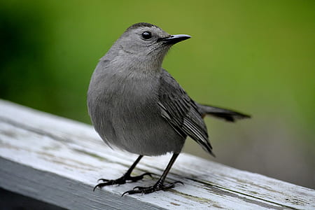 shallow focus photography of gray bird thumbnail