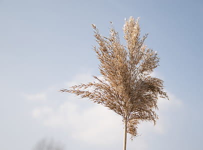 selective focus photography of dried leafed plant thumbnail