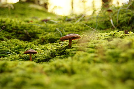 selective focus photo of two beige mushrooms thumbnail