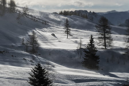 green pine trees surrounded by snow thumbnail