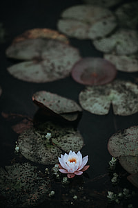 white and pink flower thumbnail