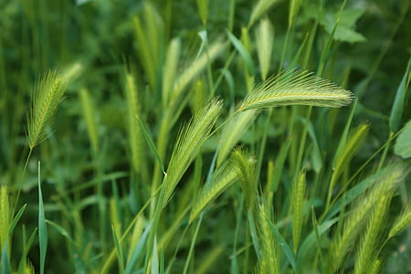 green leafed plant thumbnail