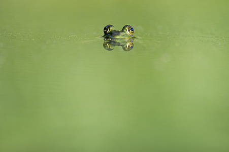 closeup photography of frog in body of water thumbnail