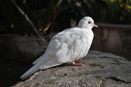 white pigeon on rock thumbnail