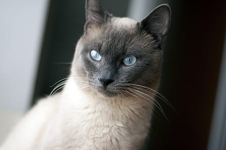photo of Siemens cat thumbnail