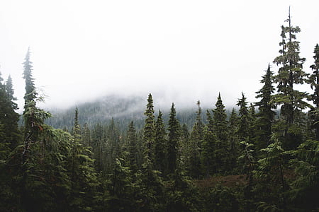 green trees covered with clouds at daytime thumbnail