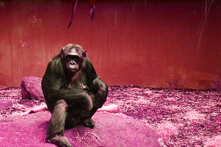 brown monkey on rock thumbnail