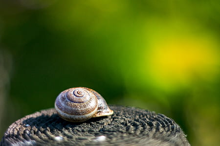 snail, shell, slug, slow thumbnail
