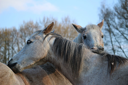 photo of two brown-and-gray horses under white clouds at daytime thumbnail