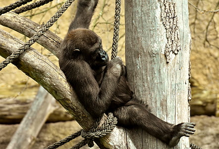 brown monkey sitting on tree branch during daytime thumbnail