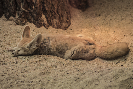 fox lying on sand thumbnail