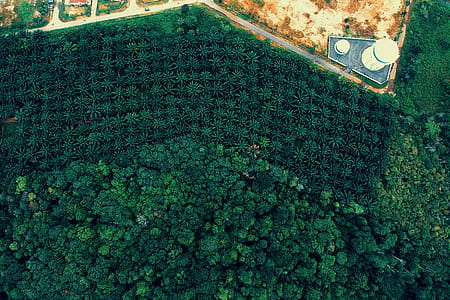 Aerial View Of Trees thumbnail
