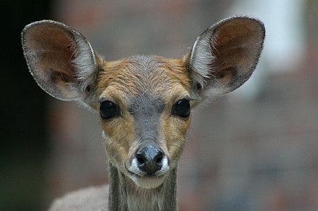 brown deer thumbnail