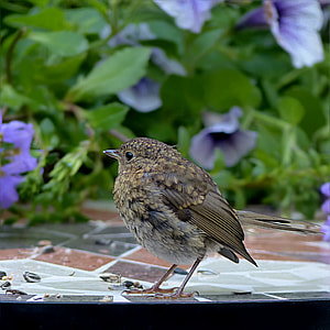 bird on table thumbnail