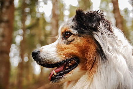 selective focus photography of merle Border collie thumbnail