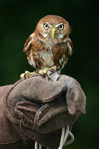 selective focus photography of owl perched on glove thumbnail