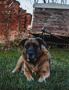 large tan and black dog lying on grass near trailer thumbnail