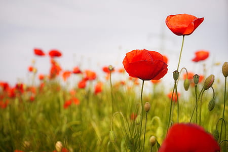 red petal flowers thumbnail