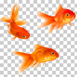 Goldfish Stock photography , goldfish, three common goldfish PNG clipart